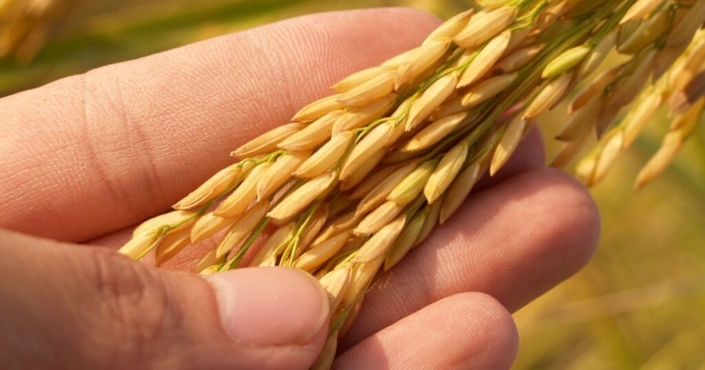 食費の増加と国産志向のジレンマ　ぐるなびが「日本人の食に関する意識・実態調査」結果を発表